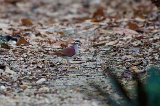 Image of Key West Quail-Dove