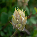 Image of Oxytropis alpestris Schischkin