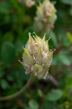 Image de Oxytropis alpestris Schischkin