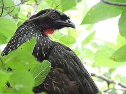 Image of Dusky-legged Guan