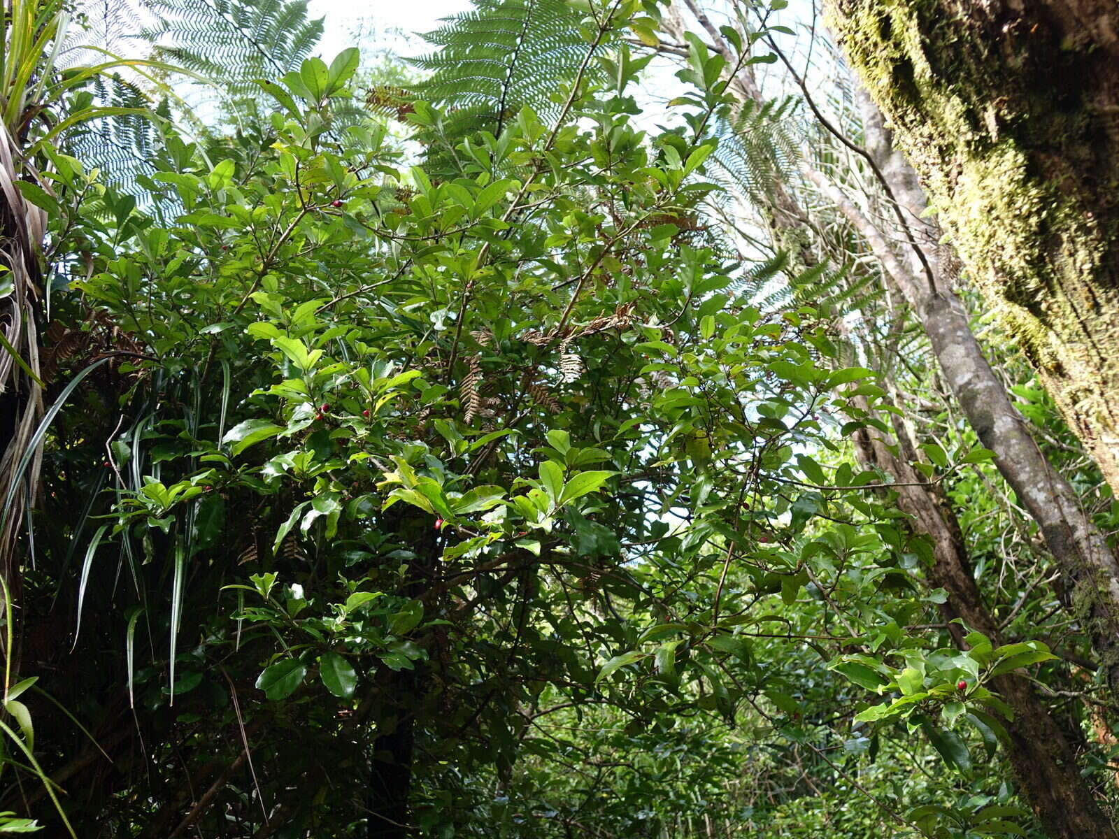 Image of Shrubby honeysuckle