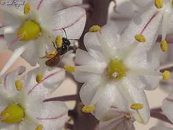 Imagem de Lasioglossum pseudosphecodimorphum (Blüthgen 1923)