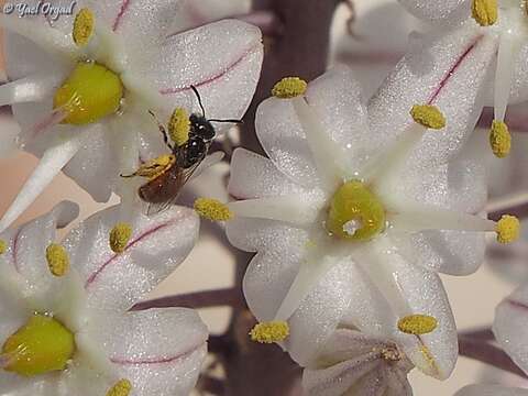 Image of Lasioglossum pseudosphecodimorphum (Blüthgen 1923)