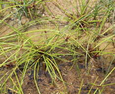 Plancia ëd Isolepis prolifera (Rottb.) R. Br.