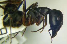 صورة Camponotus sanctus Forel 1904