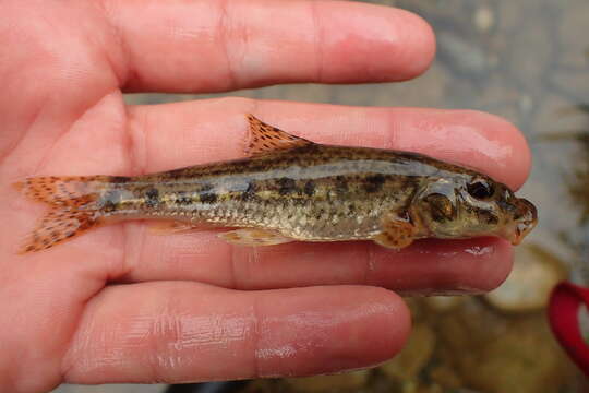 Image of Languedoc gudgeon