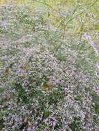 Imagem de Limonium gerberi A. Soldano