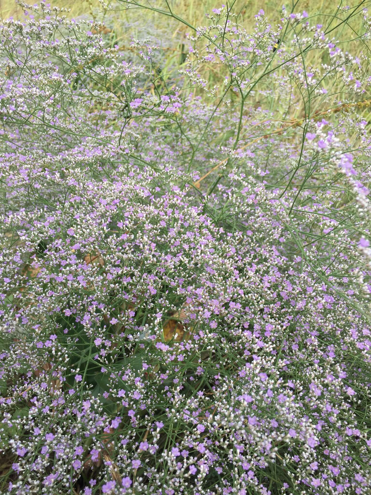 Imagem de Limonium gerberi A. Soldano