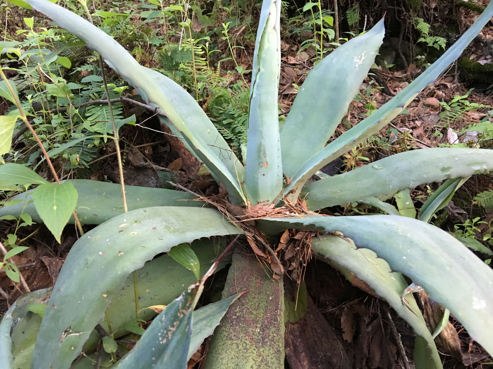 Sivun Agave hookeri Jacobi kuva