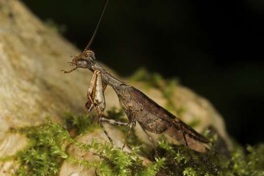 Image of Raptrix occidentalis Lombardo & Marletta 2004