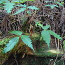 Sivun Toxicodendron orientale Greene kuva