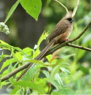 Colius striatus rhodesiae Grant, Chb & Mackworth-Praed 1938 resmi