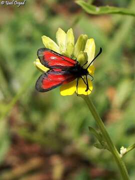 Image of Zygaena brizae Esper 1797