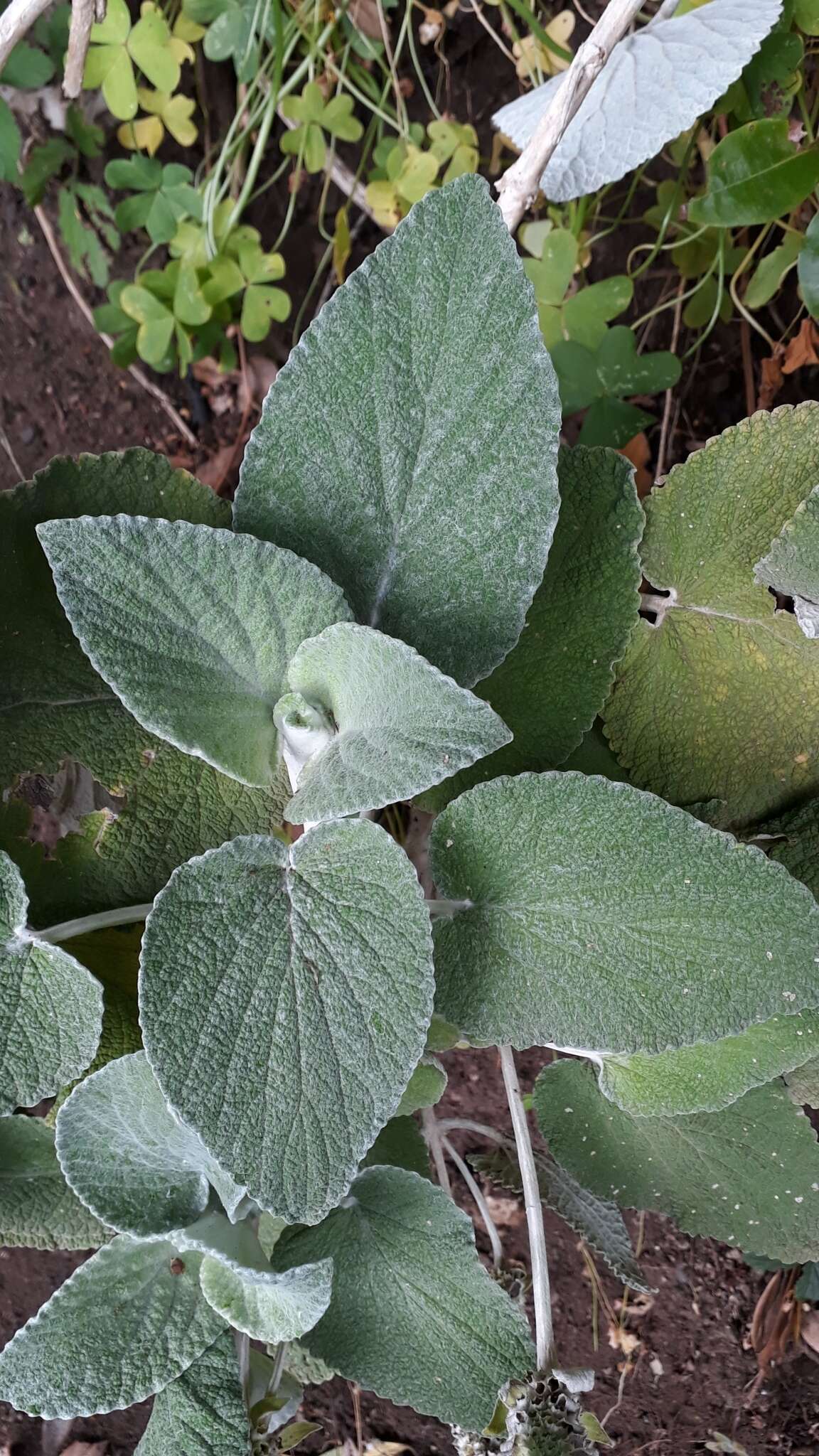 Слика од Sideritis macrostachyos Poir.