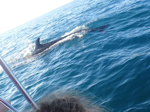 Image of false killer whale