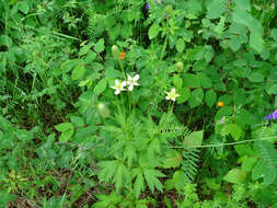 Image of <i>Anemone <i>virginiana</i></i> var. virginiana