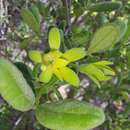 Image of Vangueria triflora (Robyns) Lantz