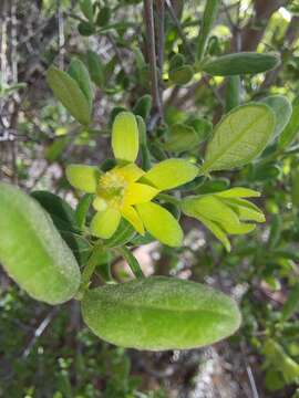 Image of Vangueria triflora (Robyns) Lantz