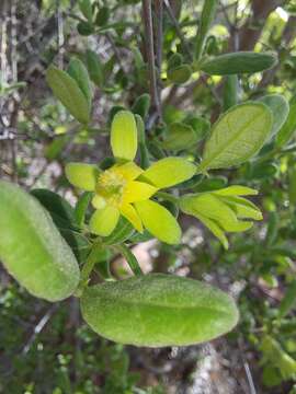 Plancia ëd Vangueria triflora (Robyns) Lantz