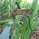 Plancia ëd Taeniopoda auricornis (Walker & F. 1870)