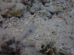 صورة Gnatholepis anjerensis (Bleeker 1851)