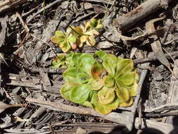 Image of Drosera whittakeri Planch.