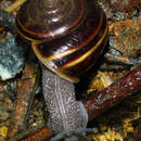 صورة Helminthoglypta sequoicola (J. G. Cooper 1866)