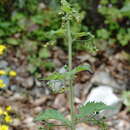 Scrophularia divaricata Ledeb. resmi