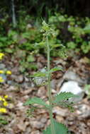 Scrophularia divaricata Ledeb. resmi