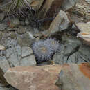 Copiapoa megarhiza var. echinata (F. Ritter) A. E. Hoffm. resmi