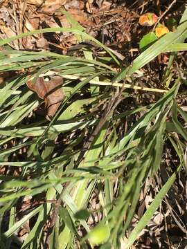 Pityopsis aspera (A. Gray) Small resmi