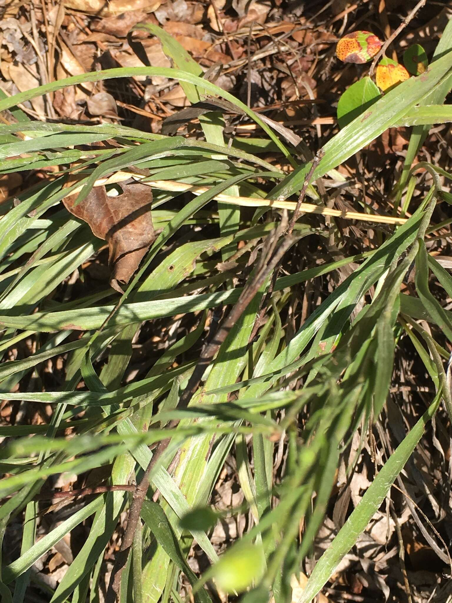 Pityopsis aspera (A. Gray) Small resmi