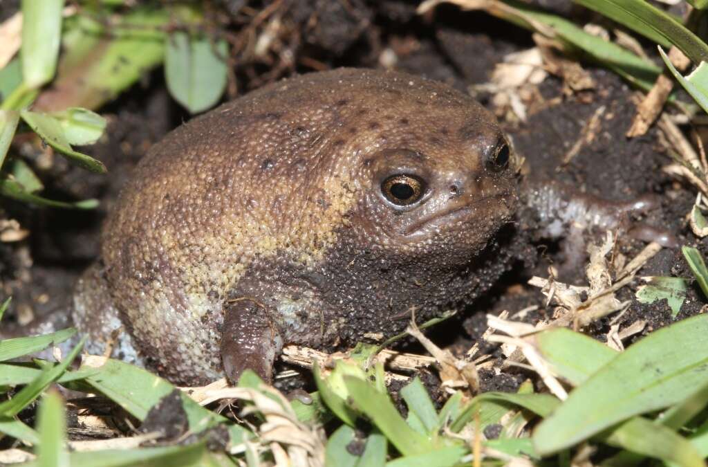 Image of Plaintive Rain Frog