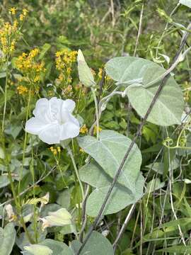 Image of Catesby's false bindweed