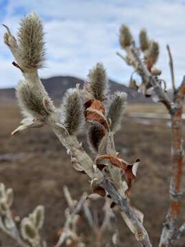 Image of Richardson's Willow