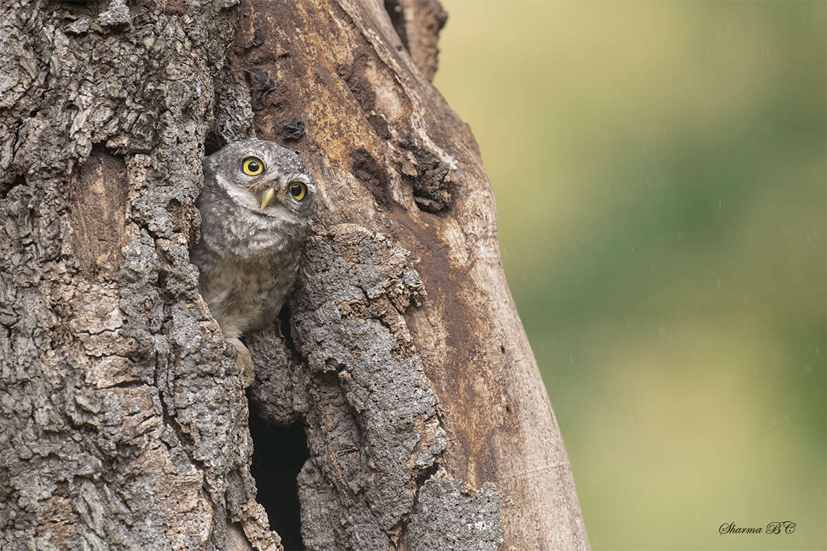 Image of Spotted Owlet