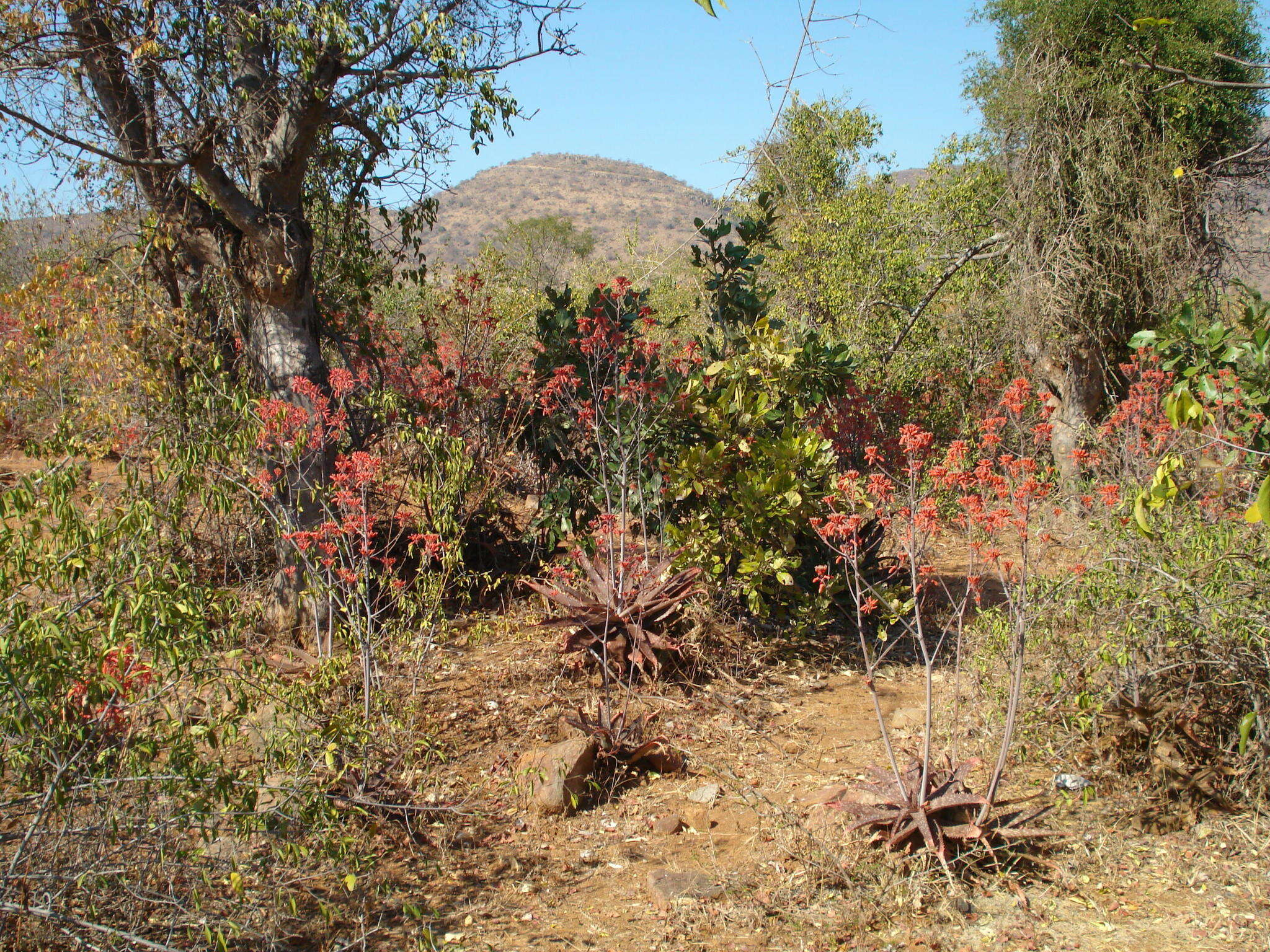 Image of Aloe branddraaiensis Groenew.