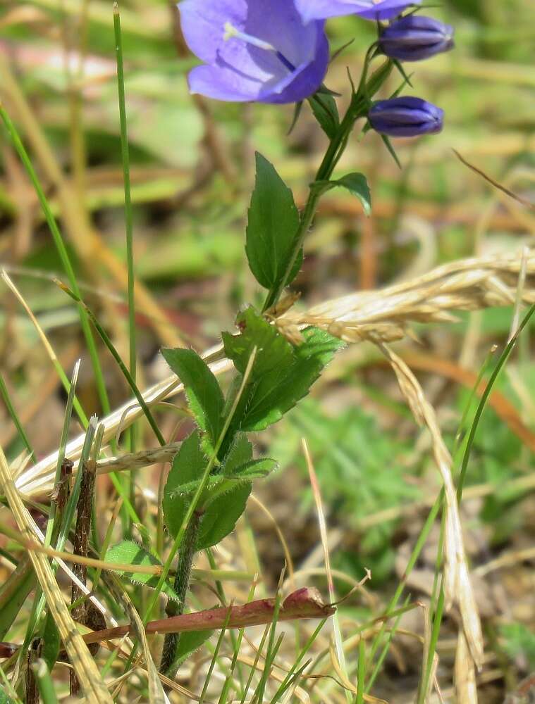 Image of Campanula rhomboidalis L.