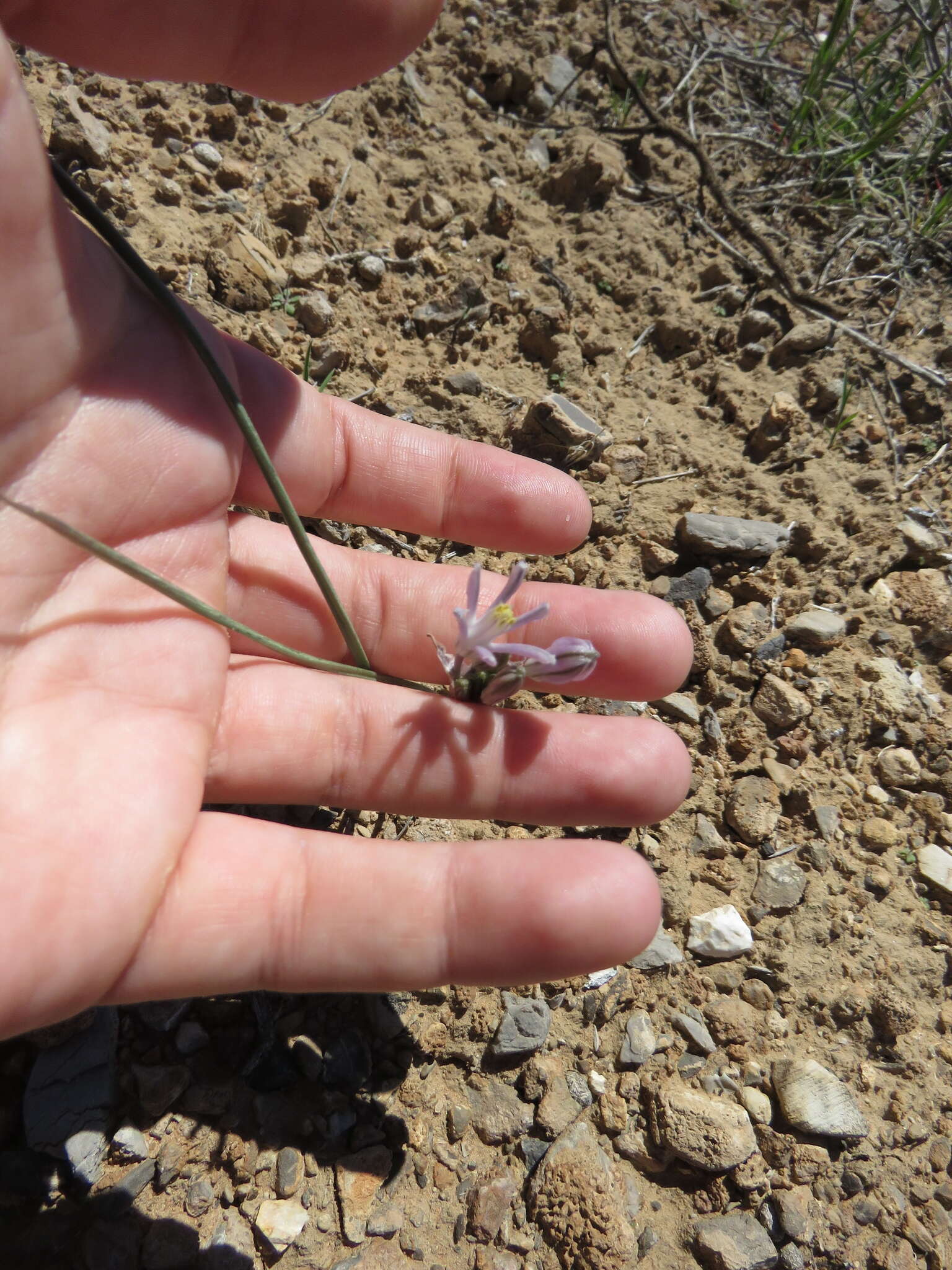 Image of pink funnel lily