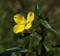 صورة Ludwigia elegans (Cambess.) Hara