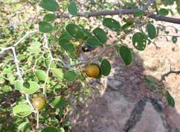 Plancia ëd Ziziphus nummularia (Burm. fil.) Wight & Walk.-Arn.