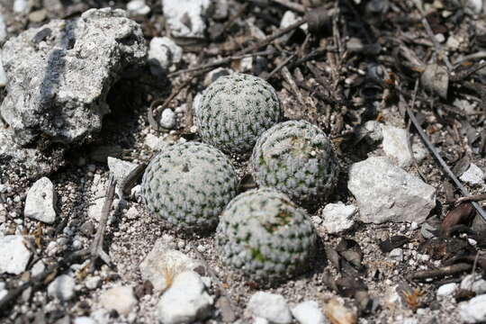 Image of Cactus