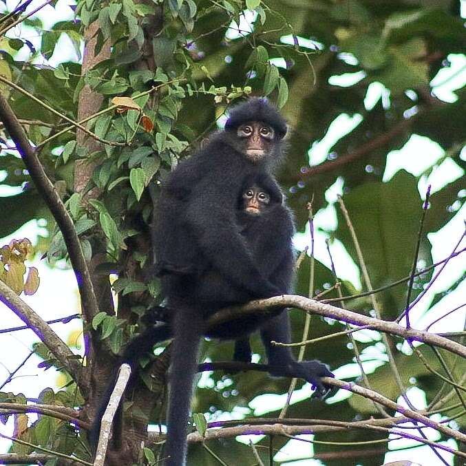 Image of Banded Langur