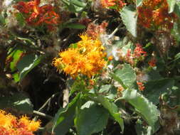 Image of Mexican Flame Vine