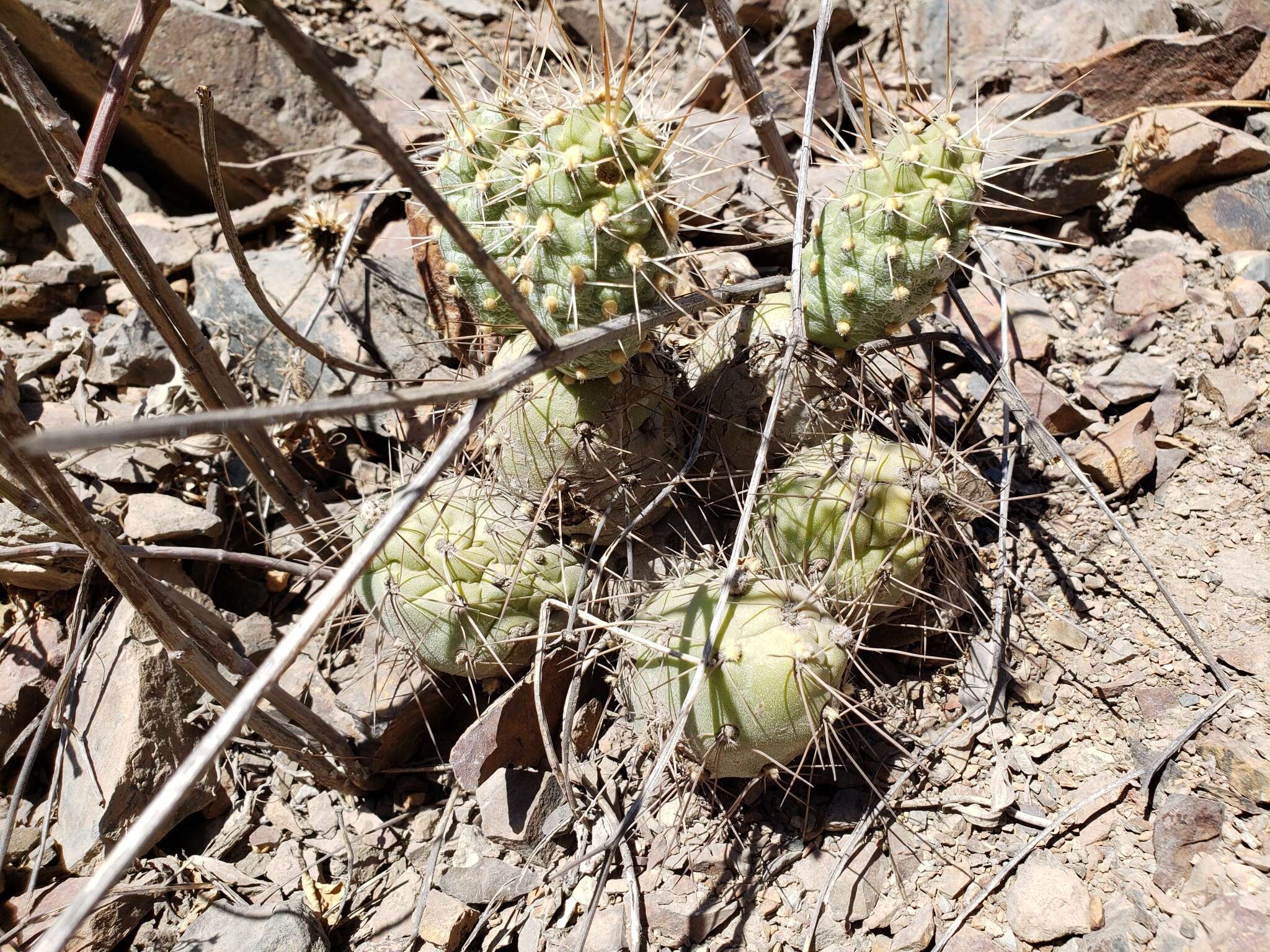 Cumulopuntia sphaerica (C. F. Först.) E. F. Anderson resmi