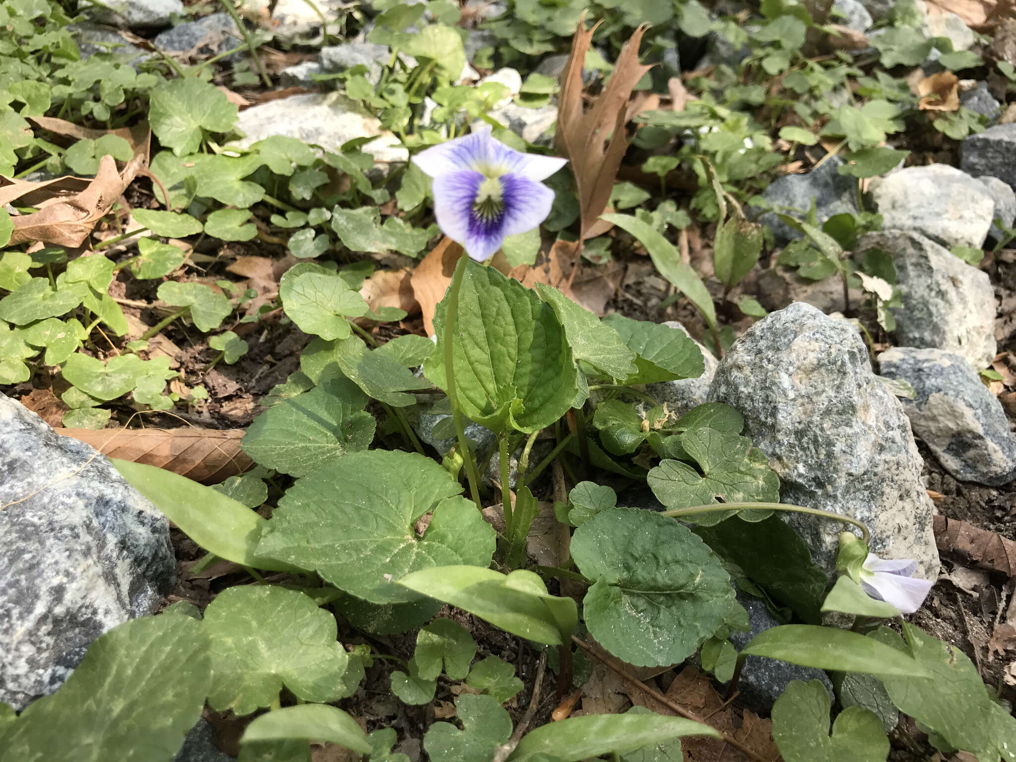 Image of Viola sororia f. priceana (Pollard) Cooperr.