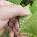 Image of Puccinia sparganioidis Ellis & Barthol. 1896