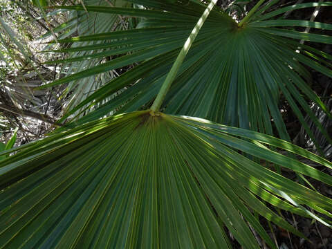 Coccothrinax alta (O. F. Cook) Becc.的圖片