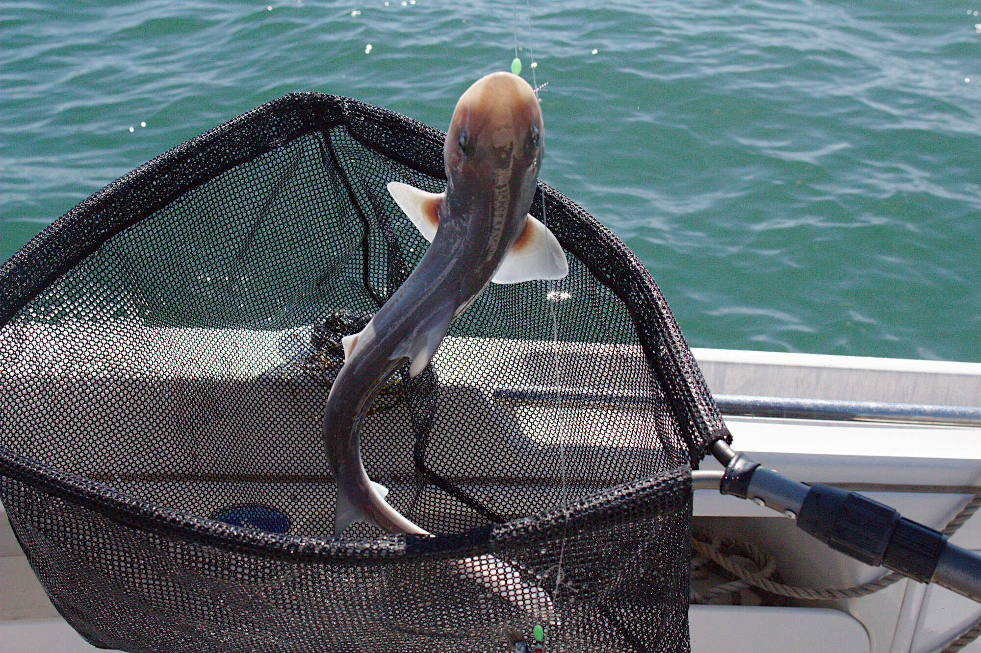 Image of Gummy Shark