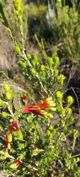 Image of Erica unicolor Wendl.